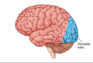 <p>The<mark data-color="#e4addd" style="background-color: rgb(228, 173, 221); color: inherit;"> occipital lobe</mark> is located at the back of the brain and is primarily responsible for processing visual information.</p>