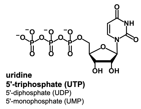 <p>uridine 5’-mono/di/triphosphate (UMP/UDP/UTP)</p>