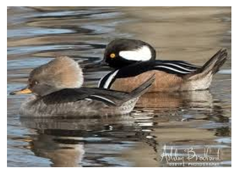 <p><span><span>Males have yellow eyes</span></span></p>