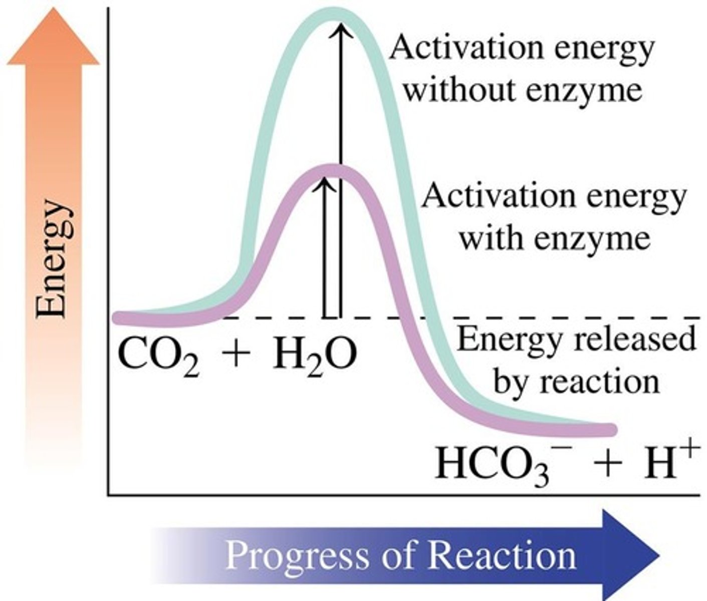 <p>To increase the rate of reaction by lowering the activation energy.</p>