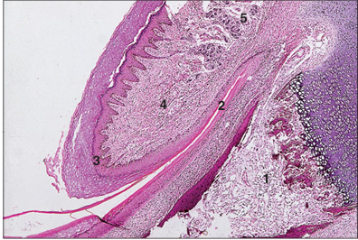 <p>name of histologic slide:</p><p>Specie:</p><p>Parts</p><p>1.__ 2.__ 3.__ 4.__ 5.__</p><p>Stain used:</p>