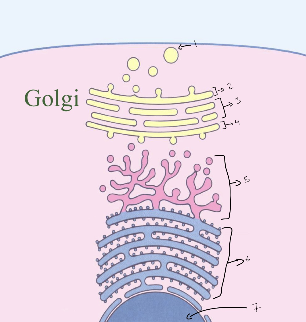 <p>1- vesicles that have bud off 2- trans golgi 3- mid golgi 4- cis golgi 5- smooth ER 6- rough ER 7- nucleus</p>