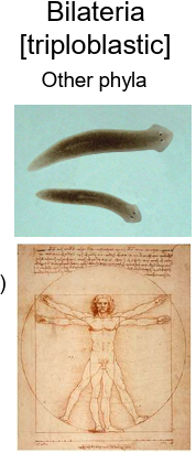 <p><strong>All other phyla</strong> and some <strong>Ctenophora</strong>.</p>