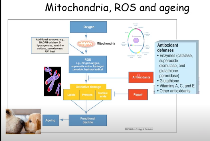 <p>ROS essential for immune function, cell growth/adaptation, cell signalling</p><p>BUT - also involved in aging</p><p>Mitochondria produce ROS (e.a. Singlet oxygen, superoxide anion. hydrogen peroxide, hydroxyl radical)</p><ul><li><p>Causing oxidative damage → leads to functional decline associated with aging</p></li></ul><p></p>