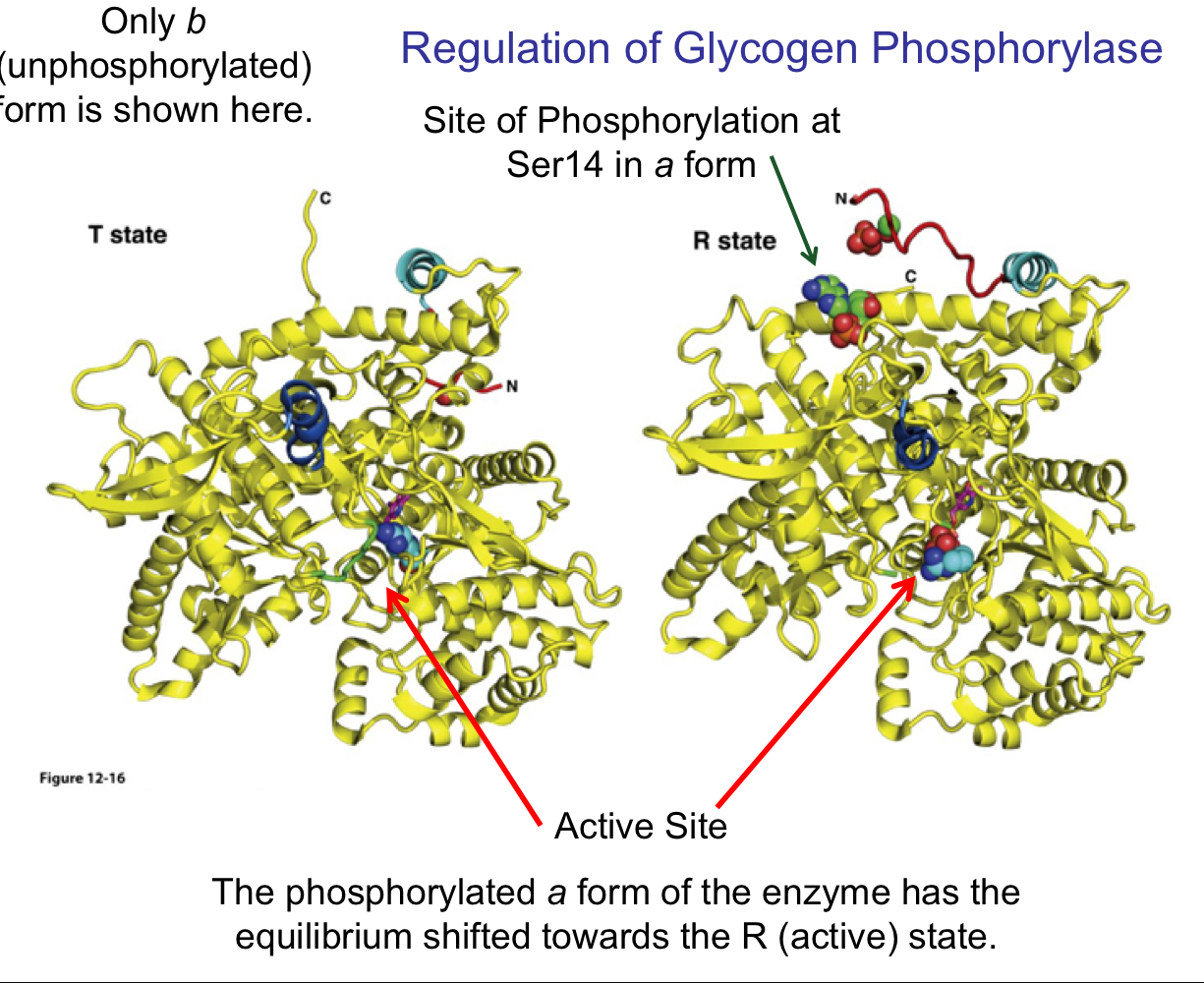the T state has an open, inactive active site 

the R state is active 

the phosphorylated a form of the enzyme has the equilibrium shifted towards the R (active) state 