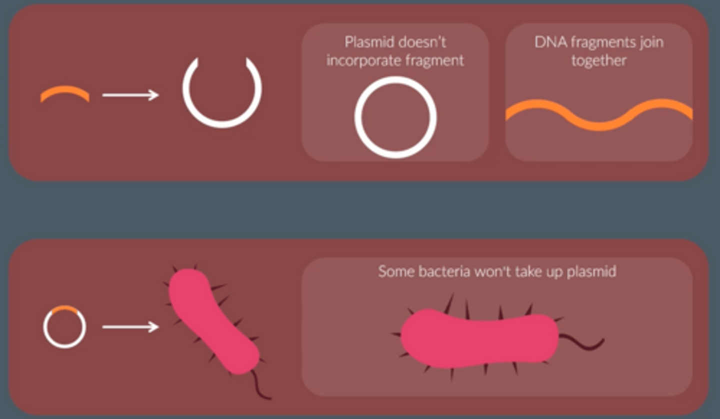 <p>● Plasmids will rejoin without incorporating a DNA fragment.</p><p>● DNA fragments will join to each other, rather than a plasmid.</p><p>● Bacteria won't take up a recombinant plasmid during transformation.</p>