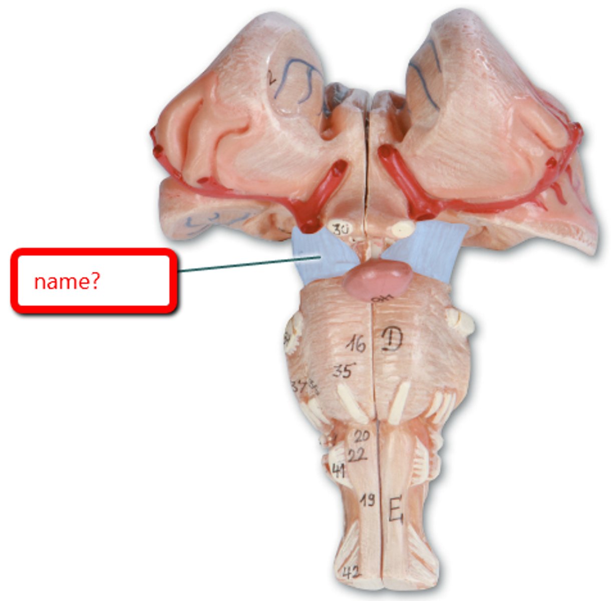 <p>-Thick stalks on posterior pons that connect it (and the midbrain) to the cerebellum</p>