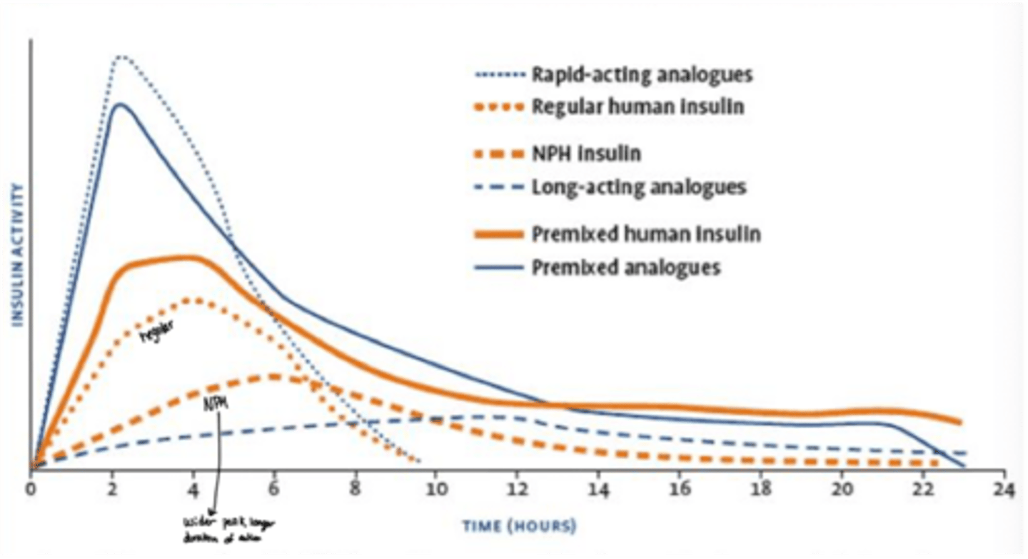 <p>has a wider, longer duration of action</p>