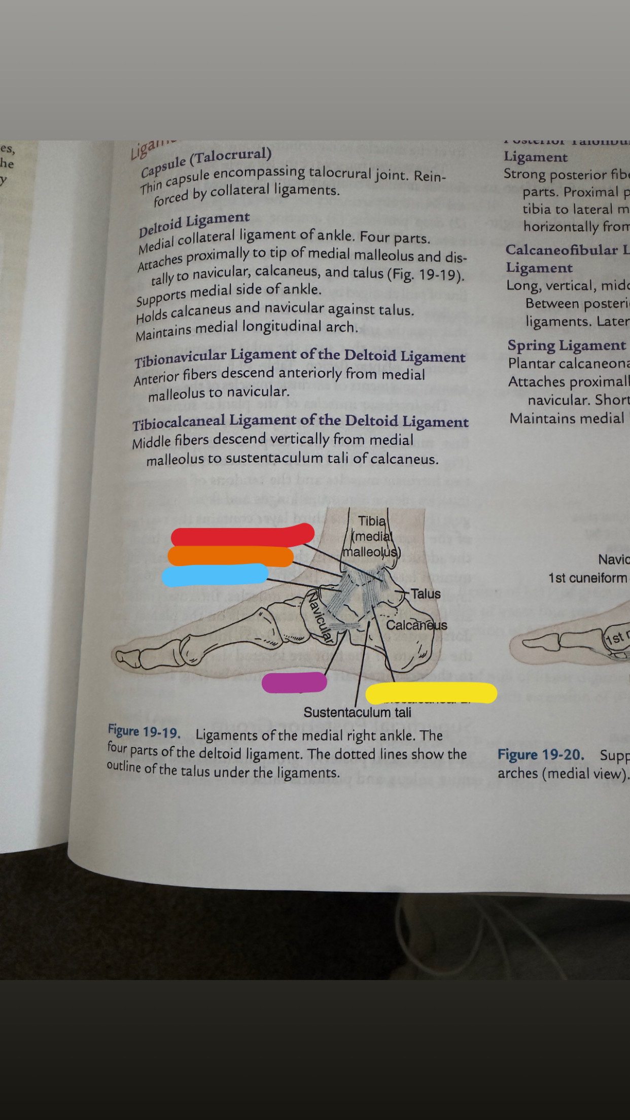 <p>what is yellow (medial view)?</p>