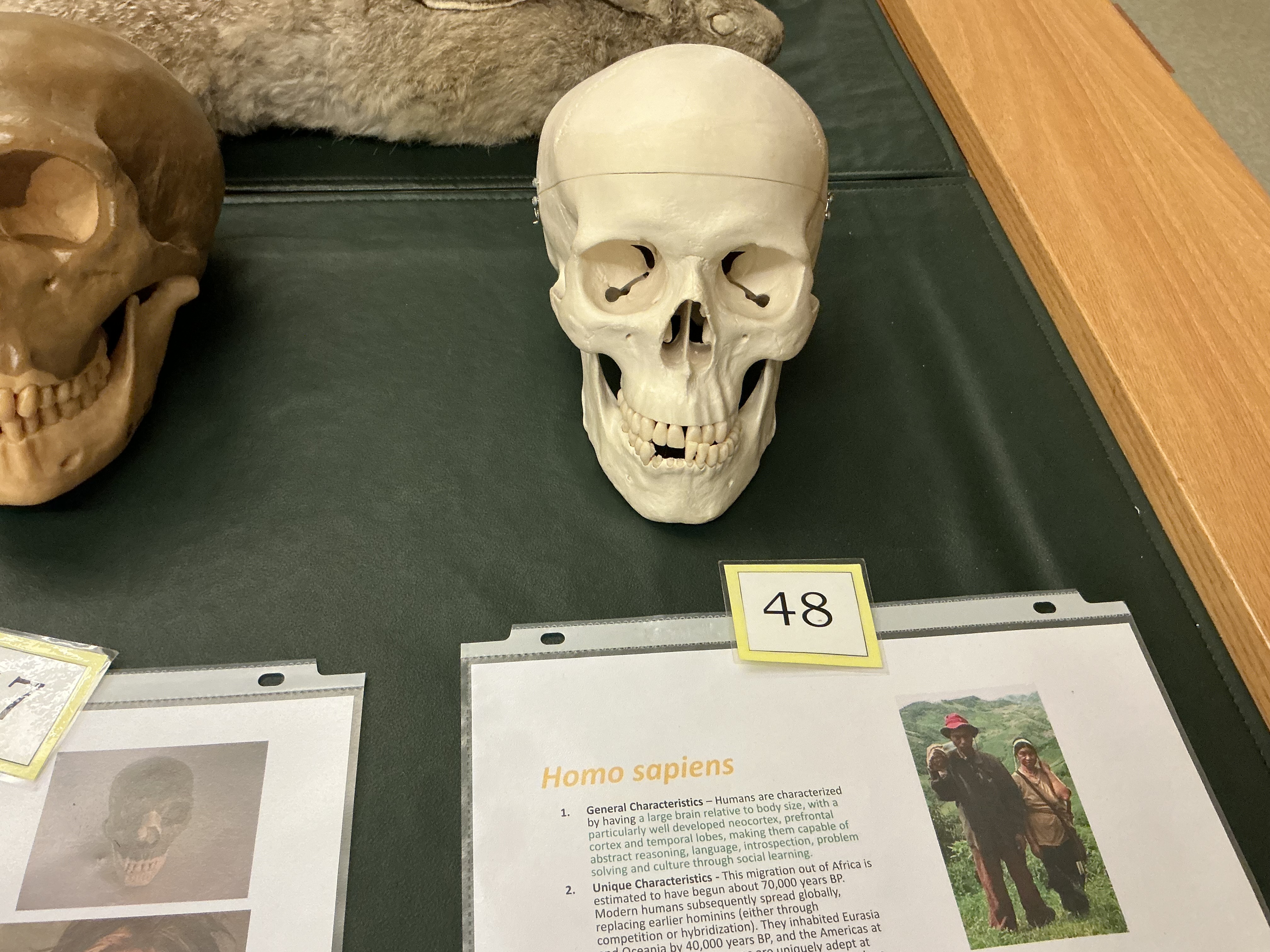 <p>When did homo sapiens appear? Char?</p>