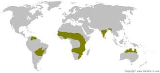 <p>found between the tropics</p>