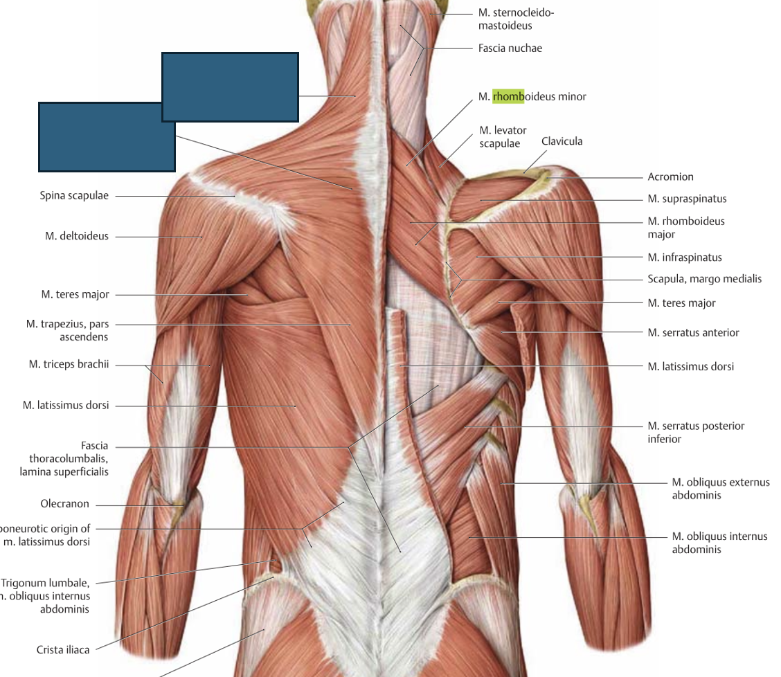 <p>m. trapezius → tõmbab abaluud taha-üles/-keskele/-alla, fikseerib õlevöötme</p>