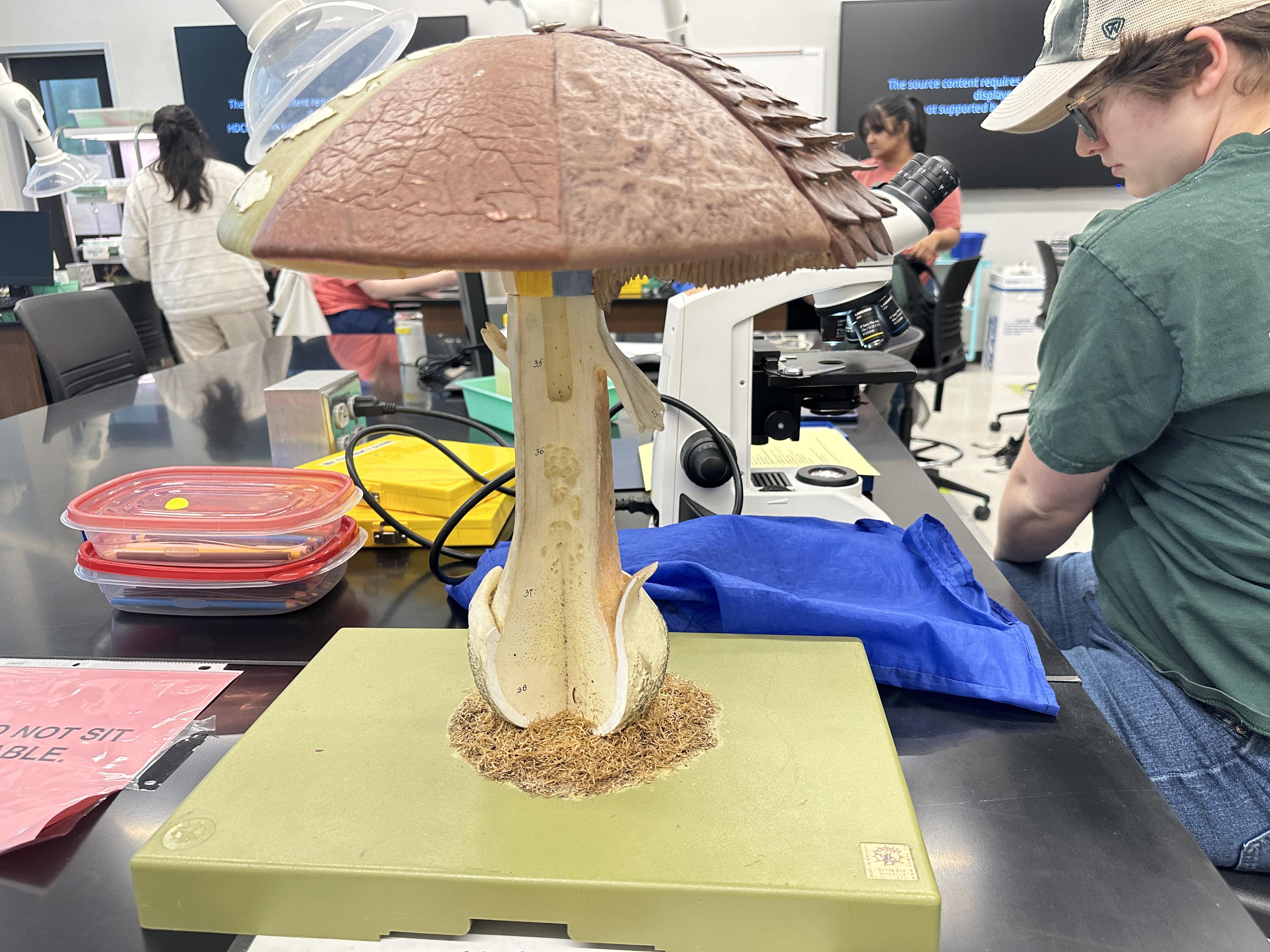 <p>Mushroom</p>