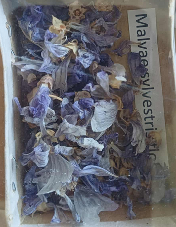<p><span style="font-size: calc(var(--total-scale-factor) *12.00px);">Malvae sylvestris flos</span><br><span style="font-size: calc(var(--total-scale-factor) *12.00px);">erdei mályva levél és virág</span><br><span style="font-size: calc(var(--total-scale-factor) *12.00px);">Malva sylvestris</span><br><span style="font-size: calc(var(--total-scale-factor) *12.00px);">Malvaceae</span></p>