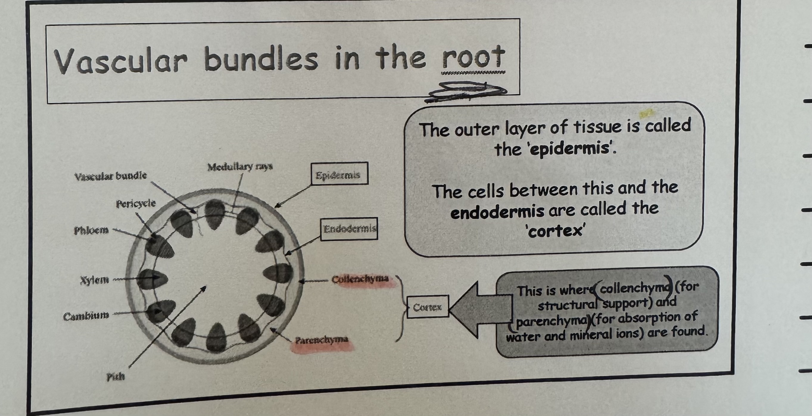 <p>what is the cell called that is between the epidermis and the endodermis cell ? </p>