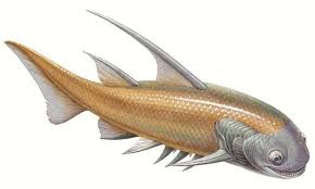 <ul><li><p>Spiny sharks</p></li><li><p>Extinct</p></li><li><p>Cartilaginous skeletons; bony plates, spines, & fins</p></li></ul><p></p>