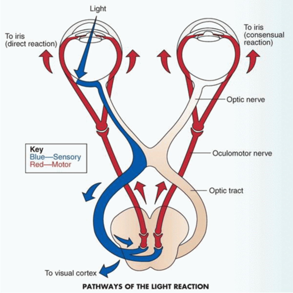 <p>light (a sensory stimulus) shines through one eye, and travels down the optic tract. the synapse reaches the thalamus and sends out a motor response through the oculomotor nerve into the optic nerve to BOTH eyes resulting in pupillary constriction</p>
