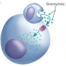 <p>Granzymes</p>