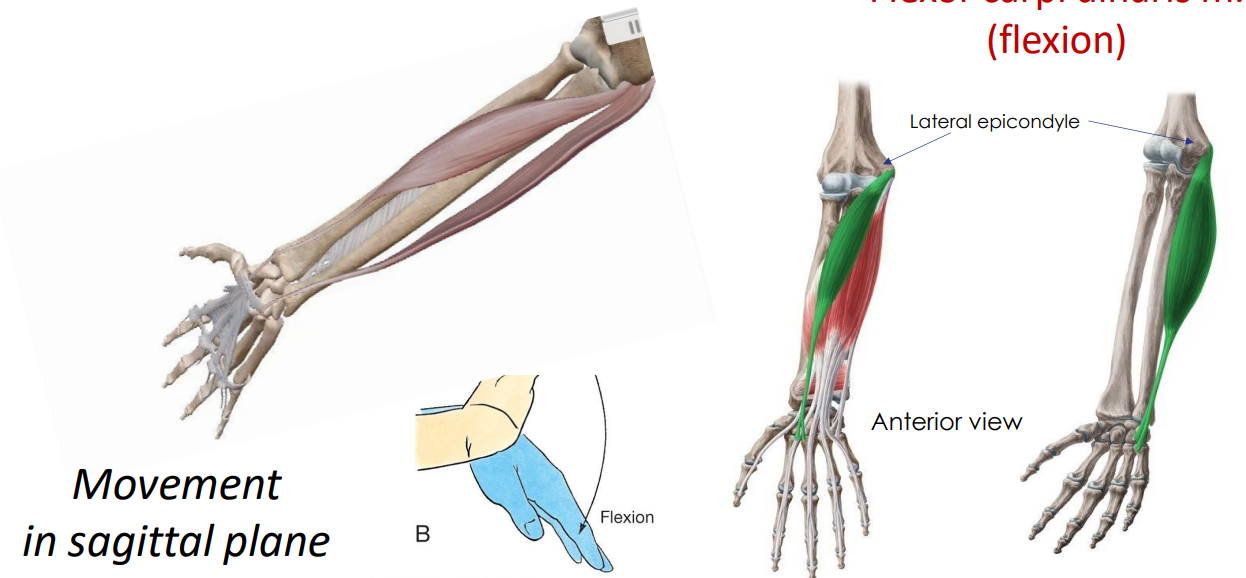 <p>- movement at wrist joint</p><p>- antagonist to extensor carpi radialis and extensor carpi ulnaris</p><p>- Movement in a sagittal plane</p><p>ANIMATION ON SLIDE 26</p>