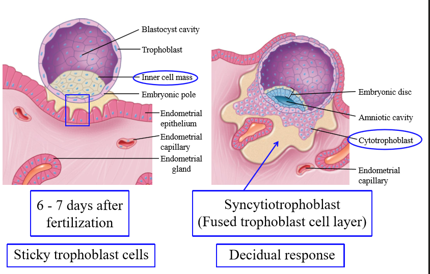 <p>inner cellular layer of the trophoblast that secrete hormones for growth</p>