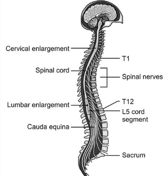 <ul><li><p>leaves cranium at <u>foramen magnum</u> → extends into <u>vertebral canal </u></p></li></ul><ul><li><p>true spinal cord ends at L2 vertebra</p></li><li><p>Spinal cord in adult ends at level of 1st lumbar vertebra </p></li></ul><p></p><ol><li><p><strong>cervical enlargements</strong>:</p></li></ol><ul><li><p>supplies nerves to <u>arms</u></p></li></ul><p></p><ol start="2"><li><p><strong>lumbar enlargement</strong>:</p></li></ol><ul><li><p>supplies nerves to <u>legs</u></p></li></ul><p></p><ol start="3"><li><p><strong>conus medullaris</strong>:</p></li></ol><ul><li><p>tapering of spinal cord to a point below lumbar enlargement </p></li></ul><p></p><ol start="4"><li><p><strong>Filim Terminale (not neuronal)</strong>:</p></li></ol><ul><li><p>connective tissue that connects <strong>conus → coccygeal ligament</strong> (full length of vertebral column)</p><ul><li><p>for <u>stabilization</u></p></li></ul></li></ul><p></p><ol start="5"><li><p><strong>Cauda equina</strong>:</p></li></ol><ul><li><p>bundle of spinal nerve roots and filim terminal within vertebral canal from ~ L2 - S5</p></li></ul><p></p>