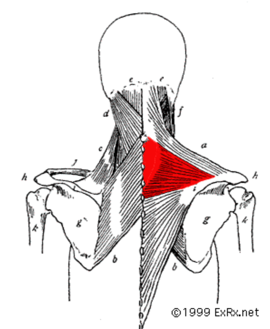 <p>what part of the trapezius is this?</p>