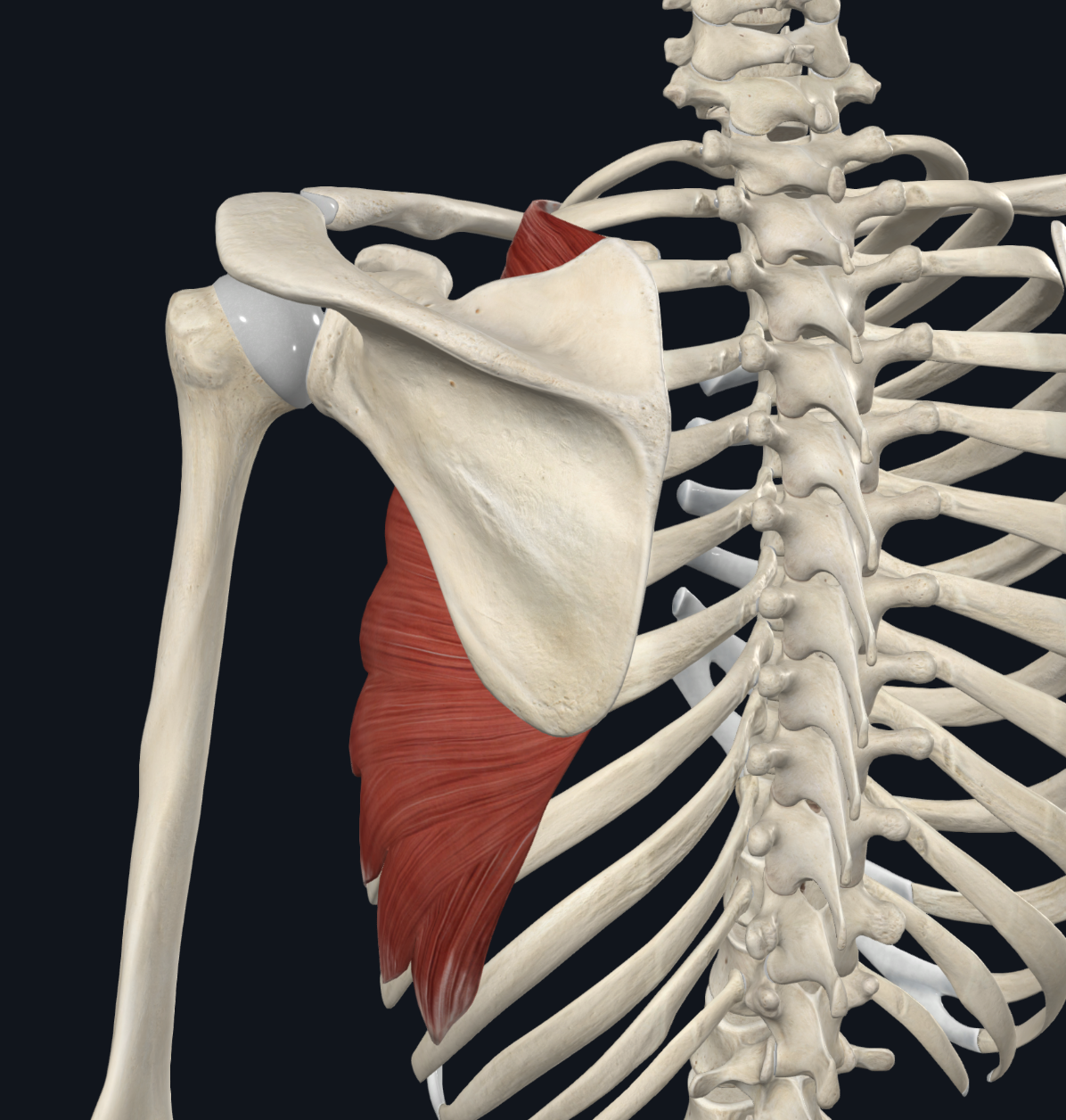 <p>the anterior surface of the medial border of the scapula</p>