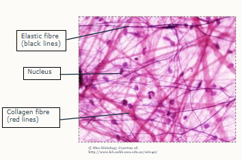 <p>Structure: cells are found within a network of mostly collagen fibres, type 3 collagen</p><p>Also called areolar connective tissue.</p><p>Examples: mucosal and submucosal connective tissues of blood vessels, muscles, nerves and organs such as the kidney and liver. Example - interstitium (supporting nerves and vessels), stroma (structural tissue of organ, framework supporting parenchyma)</p><p>Function: Loose packing, support, nourishment to associated structures and tissue sliding, fluid reservoir, defense and regeneration.</p><p>Compared to DCT:</p><p>Fewer fibres (although still collagen and elastin), more cells around ground substance, less rigid and more easily distorted but due to collagen presence, it can still provide resistance when stretched creating a tough barrier.</p>