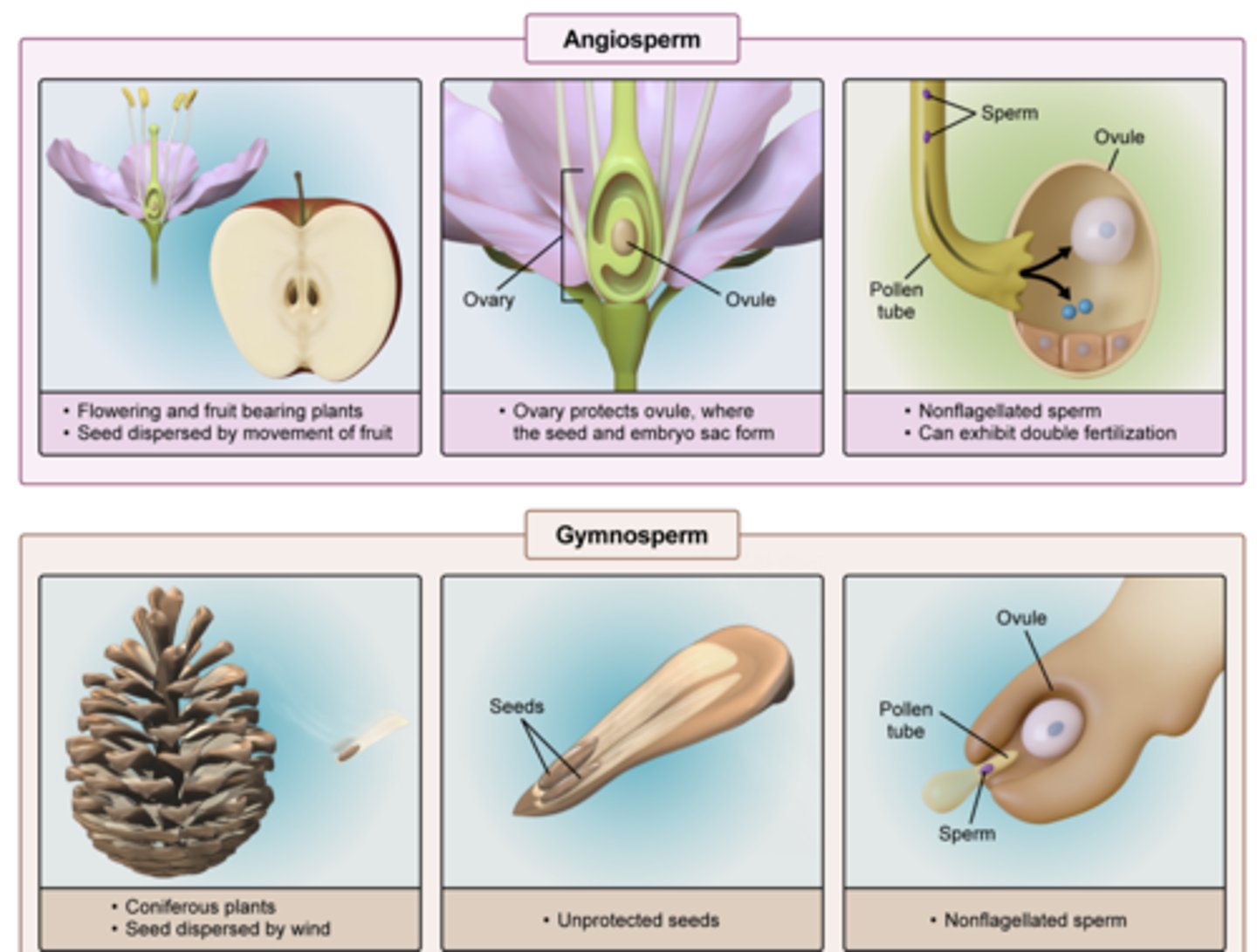 <p>they're seed plants BUT ovules are contained WITHIN a structure (pistil) that will become the fruit</p>
