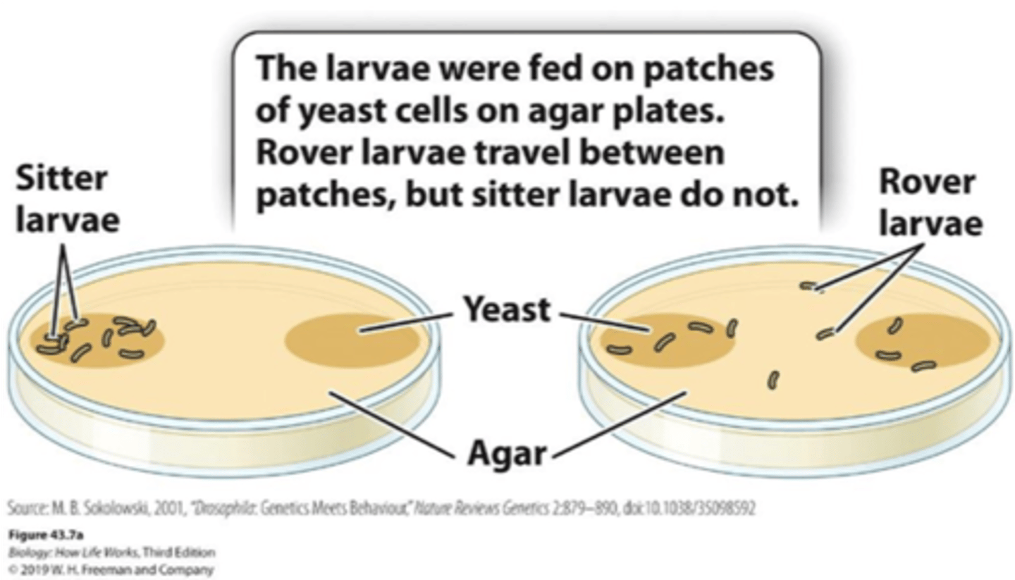 <p>- In Drosophila, two different alleles of the foraging (for) gene—fors and forR—are common in populations.</p><p>– In the absence of food, both “sitter” (fors) and “rover” (forR) larvae move about in search of food.</p><p>– In the presence of food, sitters barely move and rovers move extensively.</p><p>– The for gene encodes an enzyme expressed in the brain that affects neuronal activity and alters behavior.</p>
