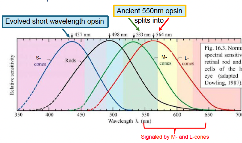 <ul><li><p>evolvement of short wavelength opsin → solution to the dichromatic limitations</p></li><li><p>explains why M and L-opsins are genetically, biochemically and functionally very similar while S-opsin is very different</p></li></ul><p></p>