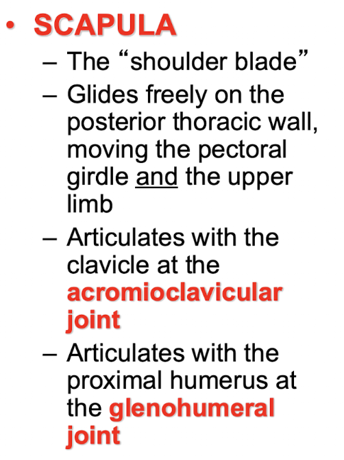 <p>The <strong>scapula</strong></p>
