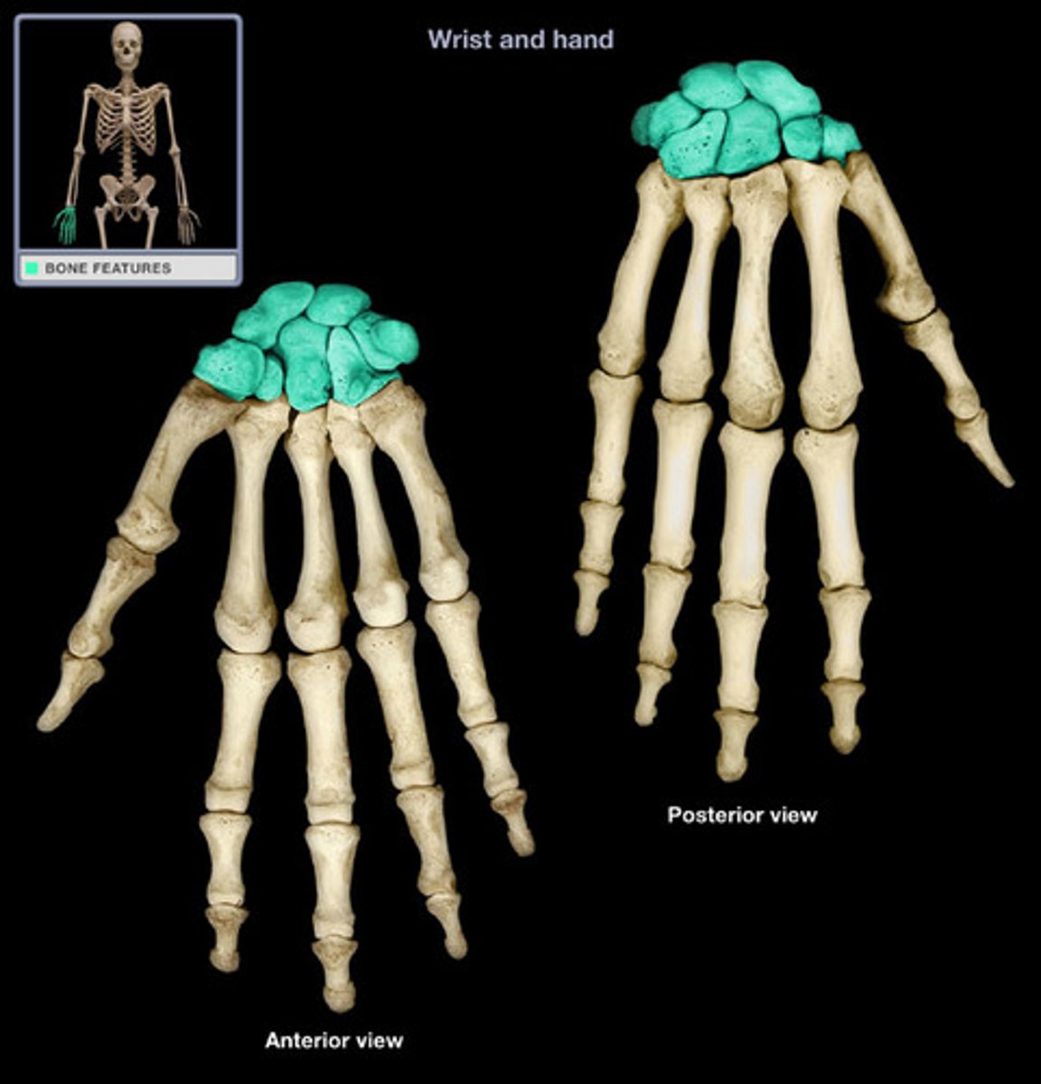 <p>consisting of eight wrist bones arranged into two rows of four<br><br>Scaphoid<br>lunate<br>triquetrum<br>pisiform<br>hamate<br>capitate<br>trapezoid<br>trapezium</p>