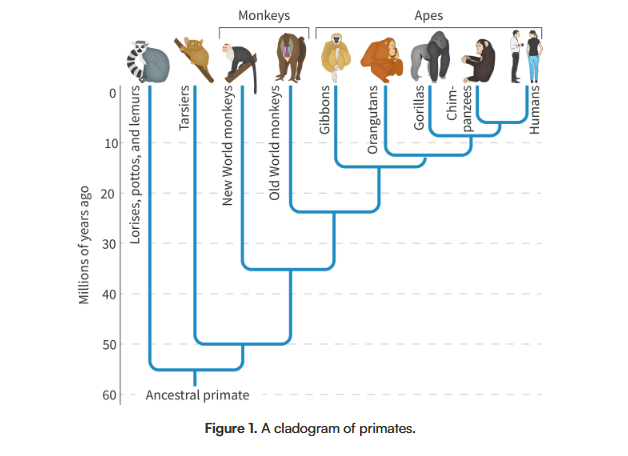 <p>We can estimate when a species diverged, and when their common ancestor existed. After analyzing the molecular differences of different animals and comparing them to the oldest fossilized records, for example, we can conclude from a cladogram that humans and chimps shared a common ancestor about 6-7 million years ago.</p>