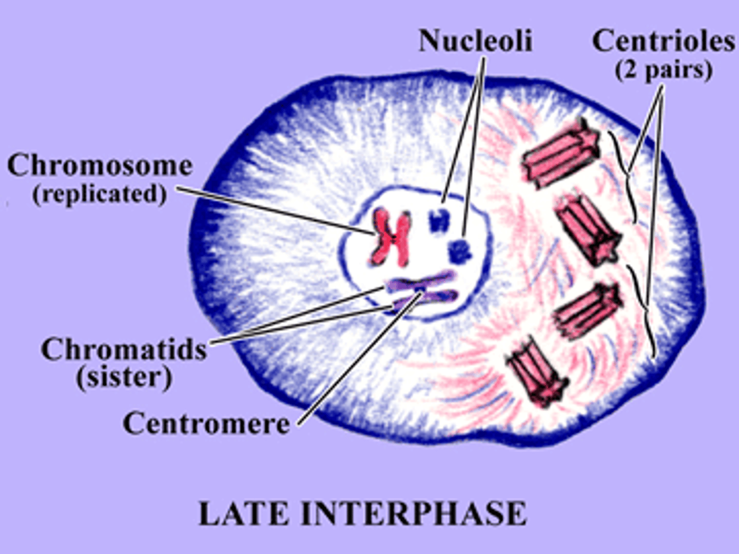 <p>Chromosomes (uncondensed in this phase) replicate in preparation for meiosis. At this point they are long and thing and called "chromatin".</p>