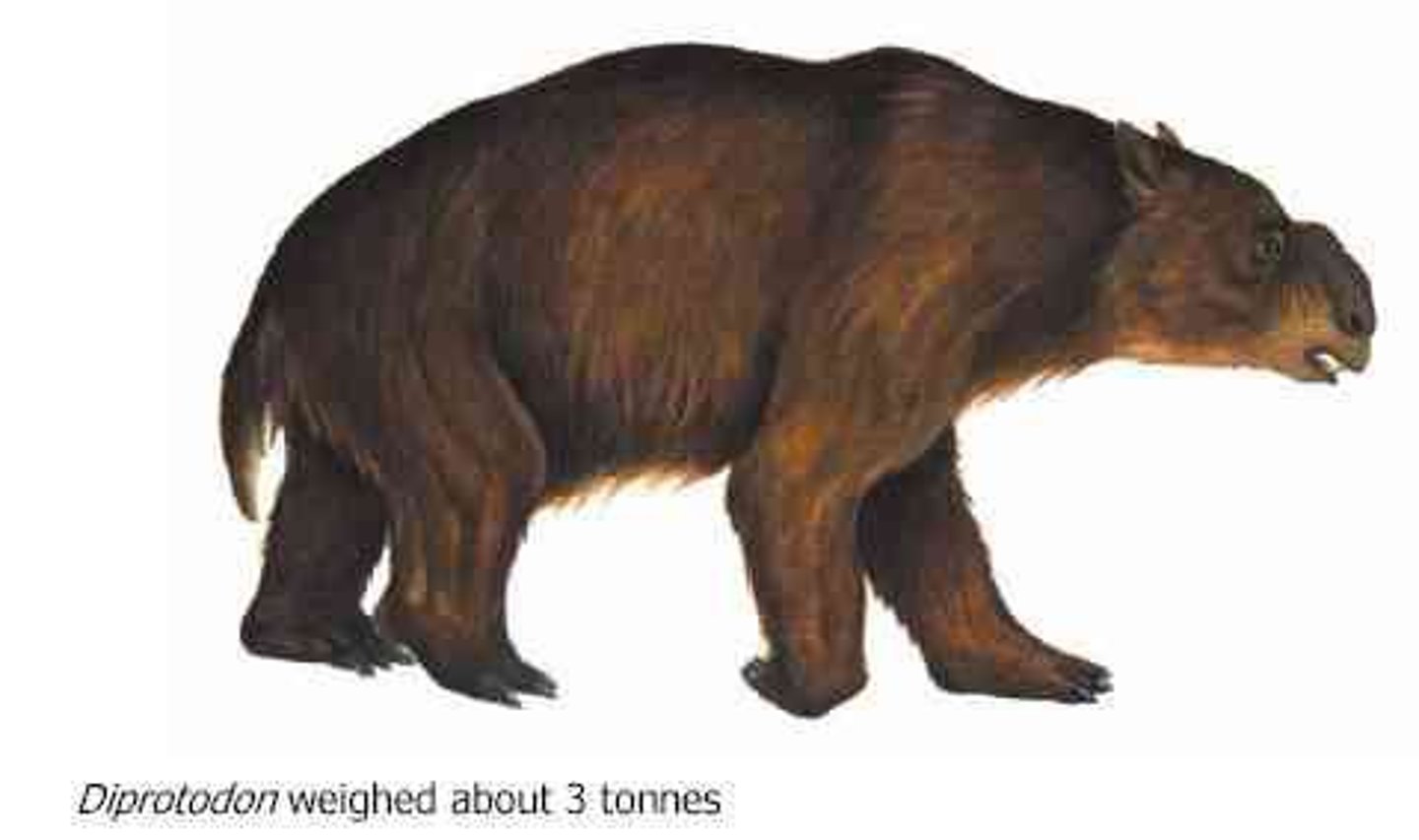 <p>large animals greater than 50kg e.g. giant beaver</p>
