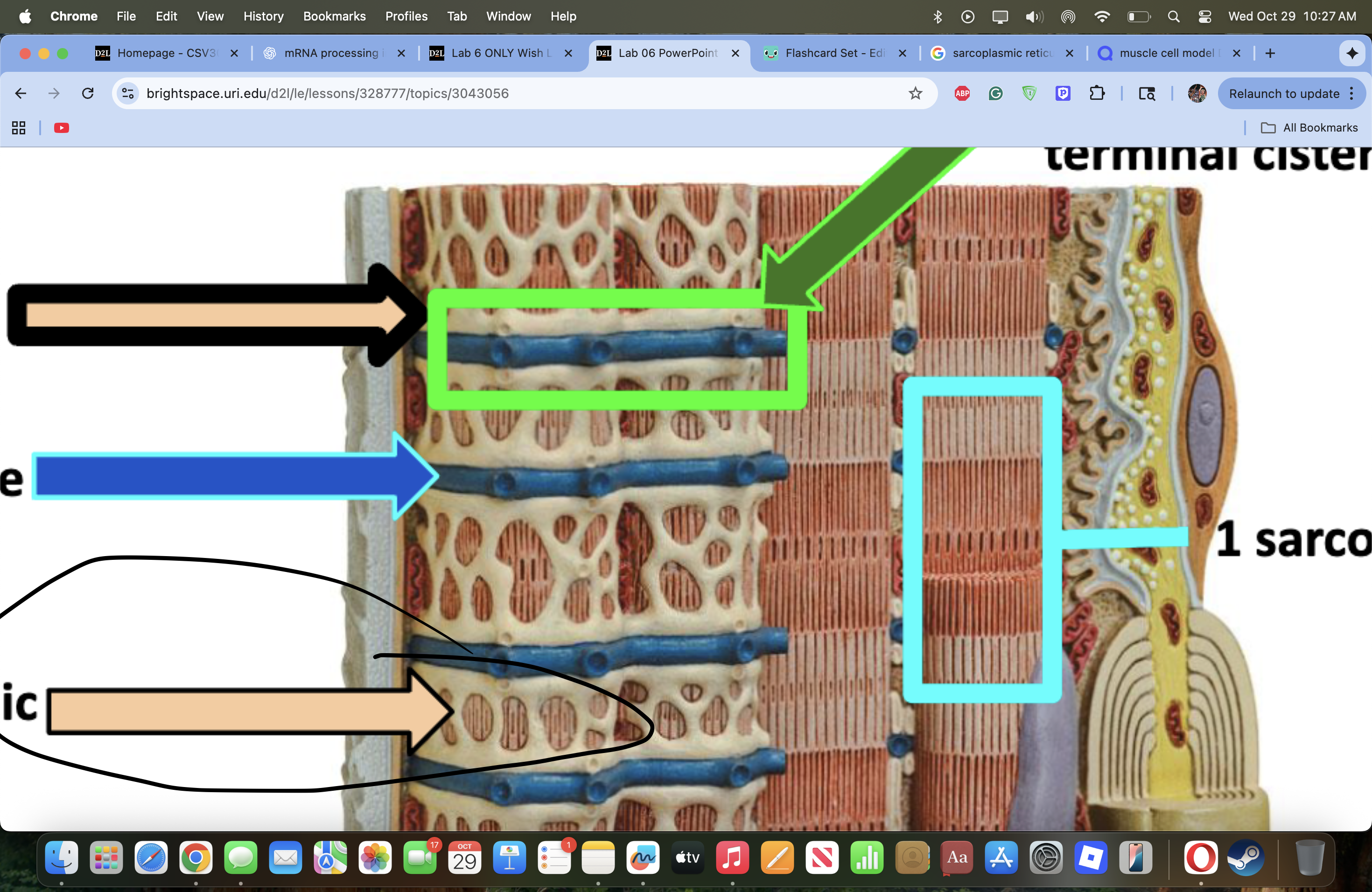 knowt flashcard image