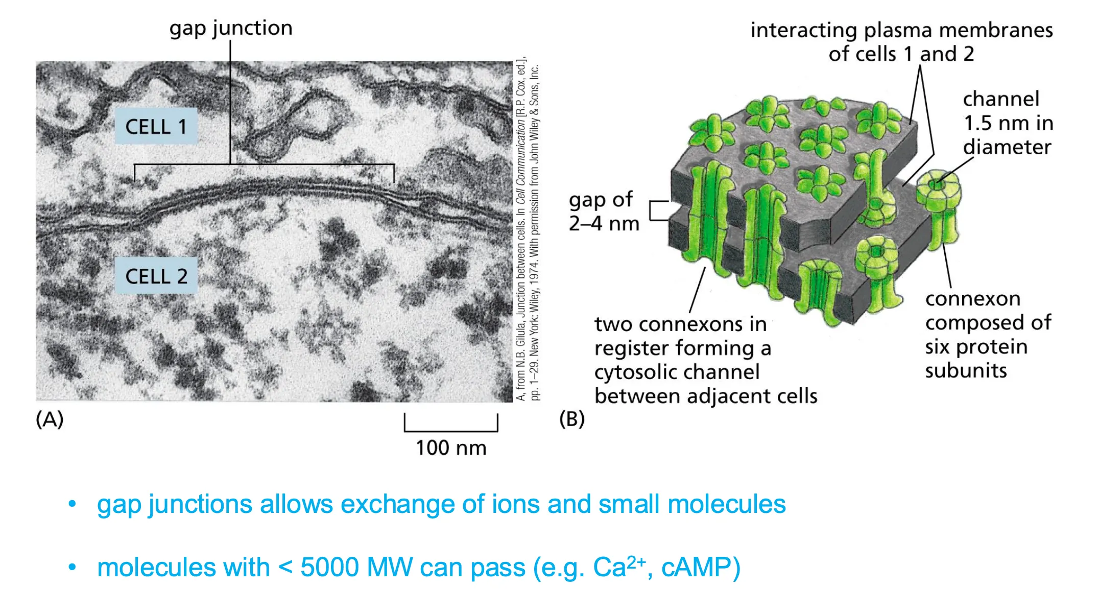 <ul><li><p>Permeable for molecules.</p></li><li><p>Connexxins form connexons and form channels which need to be alligned between two cells so that we can transport molecules between two cell. alignment needs to be very precise.</p></li><li><p>As long as there is a specific molecular weight the molecules are allowed to diffuse through freely.</p></li><li><p>Connexons are also regulated and can open and close.</p></li></ul><p></p>