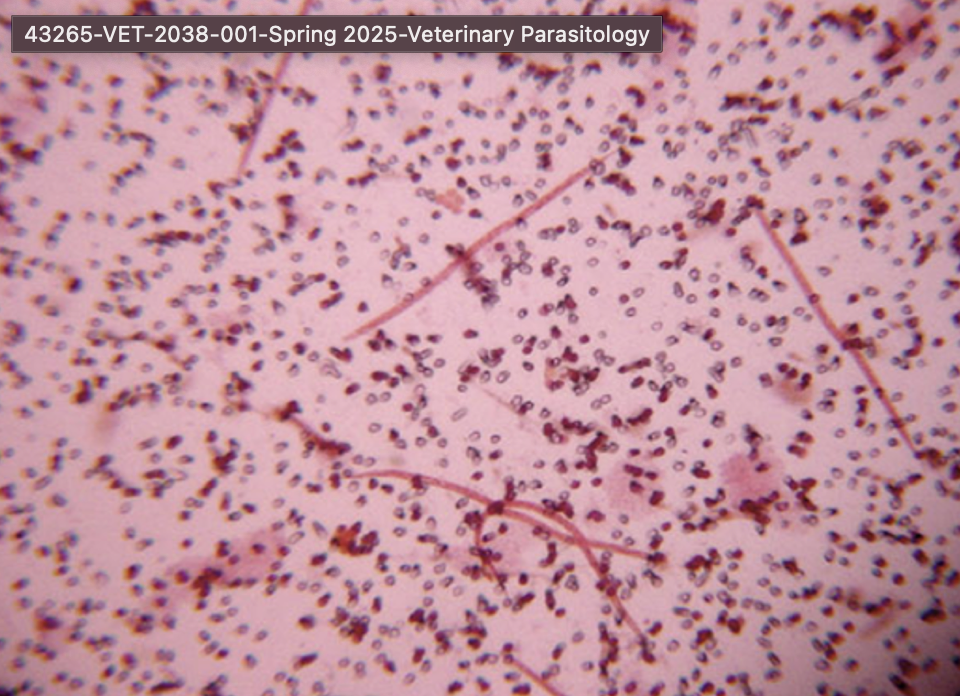 <p><em>Dirofilaria immitis</em> - heartworm (microfilaria)</p>