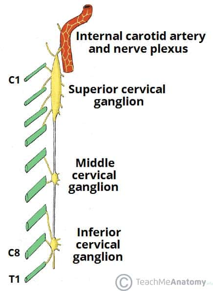 <p>Know the inferior cervical ganglion</p>