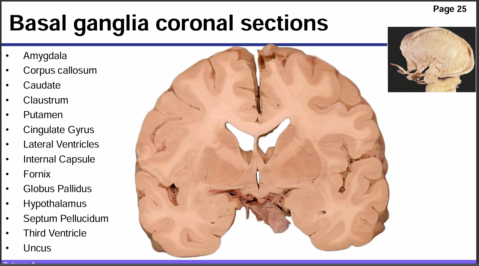 <p>Identify these structures and what part of the basal ganglia it is</p>