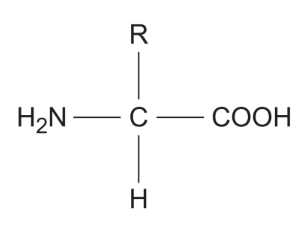 <p>● <strong>COOH</strong> = carboxyl group</p><p>● <strong>R </strong>= variable side chain / group</p><p>● <strong>H2N </strong>= amine group</p>