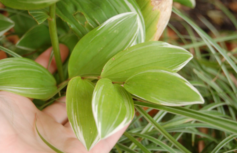 <p>angular stems with 8-12 elliptic-like leaves with entire margins, alternate on the stem, white color on outside of leaves, not deer resistant, yellow fall color</p>