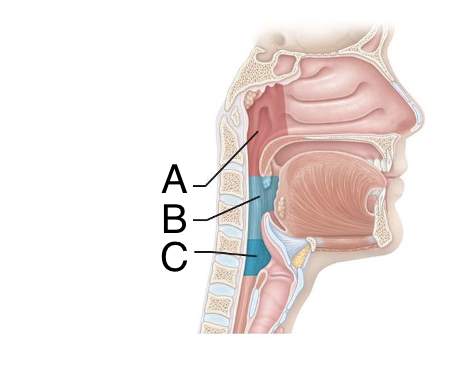 C?

•Crucial connection point through which food, water, and air passes

•Point at which the pharynx divides anteriorly into the larynx and posteriorly into the esophagus