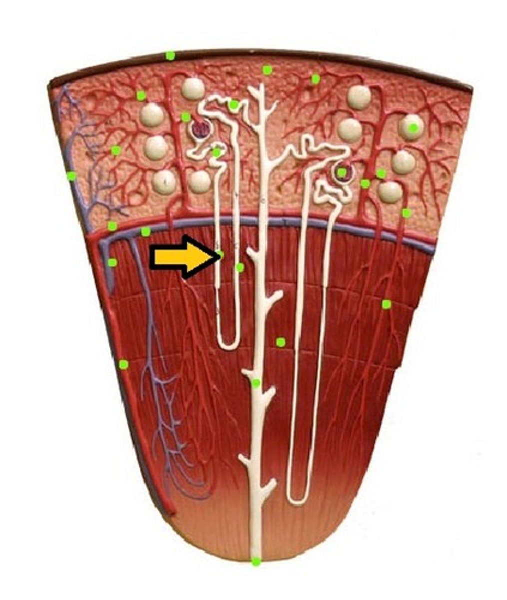 <p>Permeable</p>