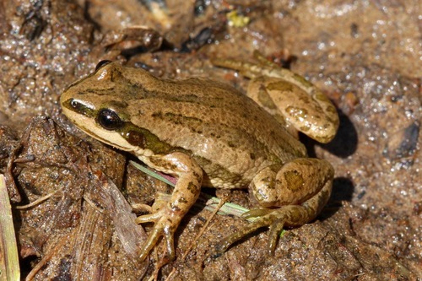 <p>boreal chorus frog</p>