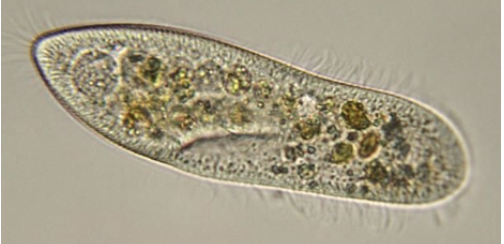 What are Paramecium