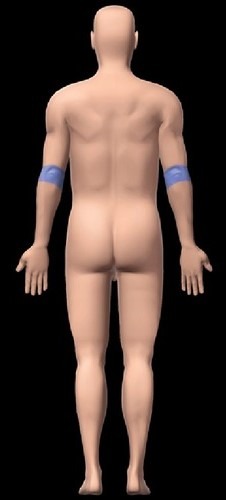 Identify the body region