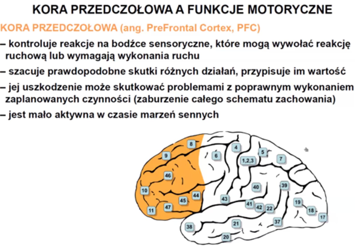 <p>Kora przedczołowa</p>