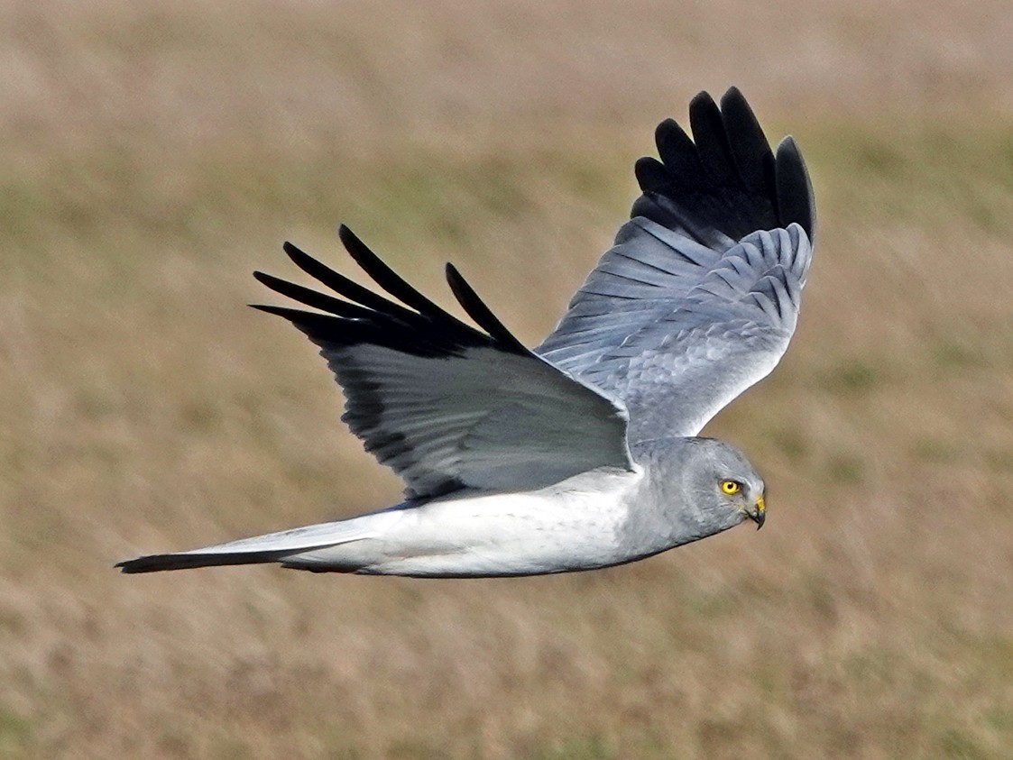 Northern Harrier